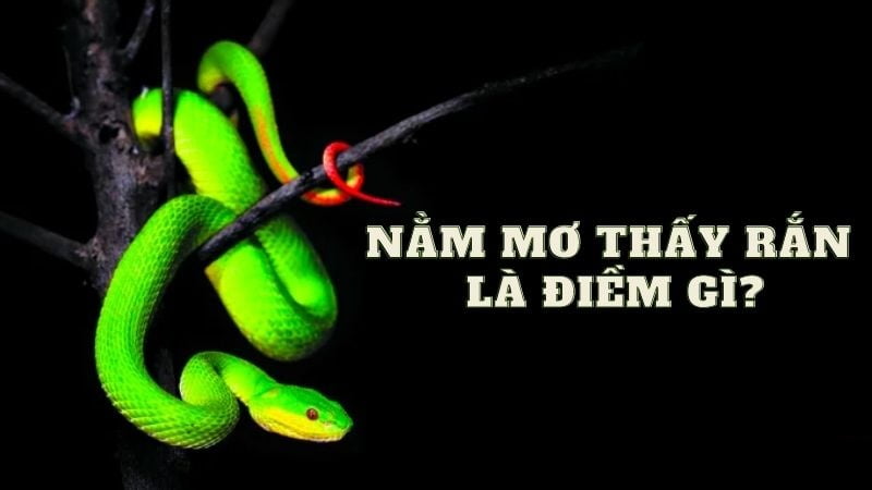 Mơ thấy rắn là giấc mộng không khó gặp Mơ thấy rắn là giấc mộng không khó gặp