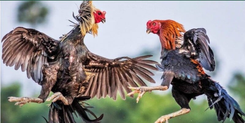 Đá gà từ lâu đã trở thành một trong những sản phẩm cá cược rất đắt khách Đá gà từ lâu đã trở thành một trong những sản phẩm cá cược rất đắt khách