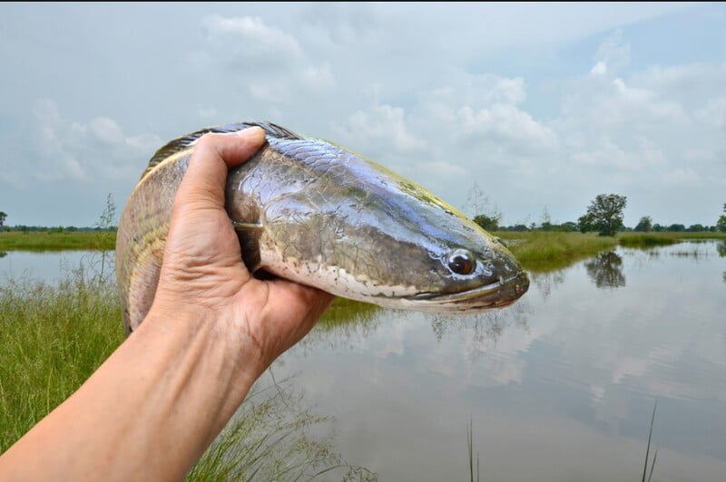Cá trong phong thủy chính là biểu tượng cho sự giàu sang và sự may mắn Cá trong phong thủy chính là biểu tượng cho sự giàu sang và sự may mắn
