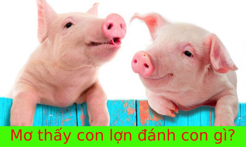 Nằm mơ thấy lợn đánh con gì Nằm mơ thấy lợn đánh con gì